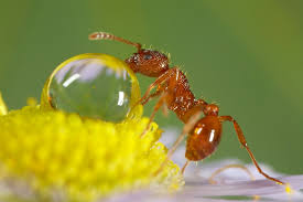 مورچه و عسل 