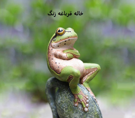 قورباغه زرنگ