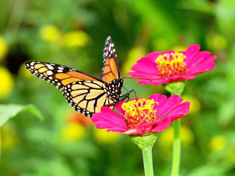 عکس پروانه زیبا