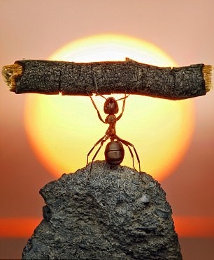 عکس مورچه بار بلند کند