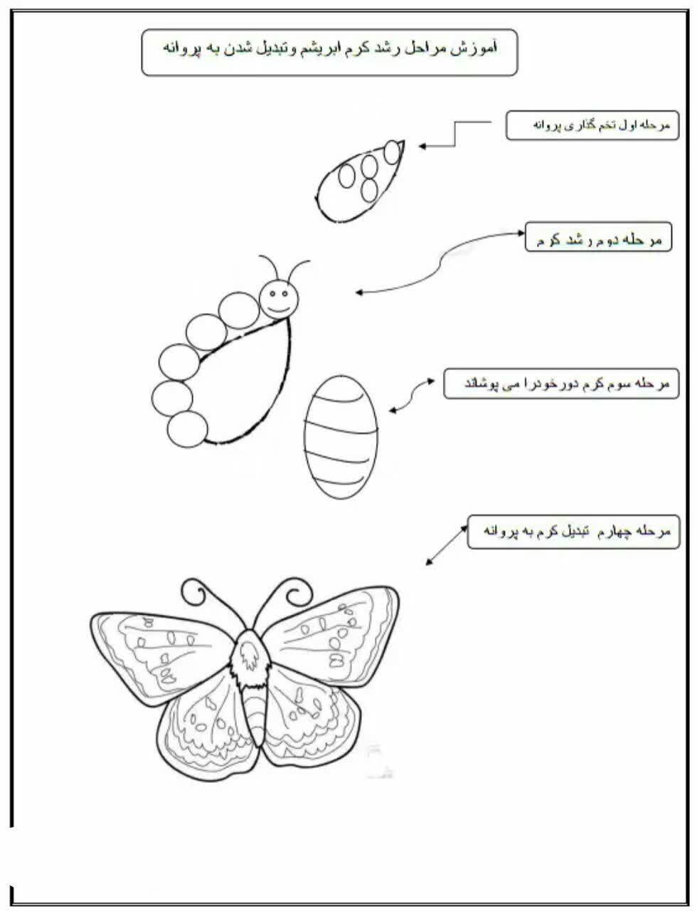 مراحل رشد پروانه