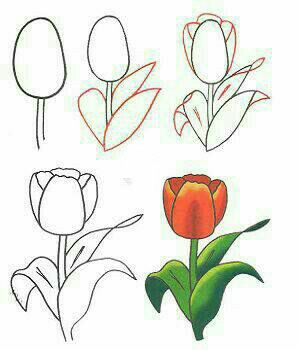 آموزش نقاشی گل لاله
